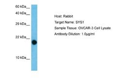 SYS1 Rabbit anti-Human, Polyclonal, Novus Biologicals 0.1 mL | Buy Online | Novus Biologicals | Fisher Scientific